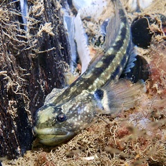 Tridentiger trigonocephalus