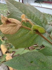 Platanus mexicana