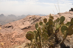 Opuntia chisosensis