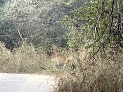 Panthera pardus fusca