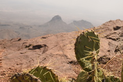 Opuntia chisosensis