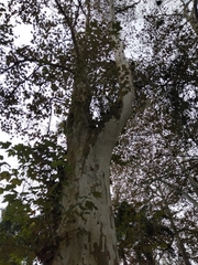 Platanus mexicana