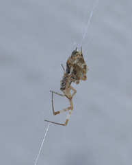 Uloborus diversus