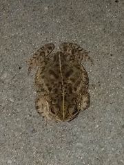 Rhinella dorbignyi