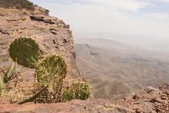 Opuntia chisosensis