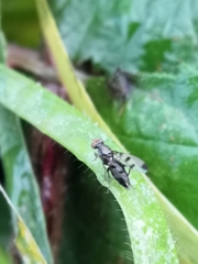 Geomyza