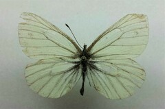 Pieris angelika