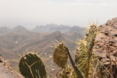 Opuntia chisosensis