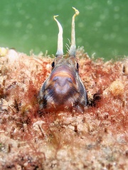 Parablennius tasmanianus