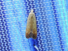 Anacampsis fullonella
