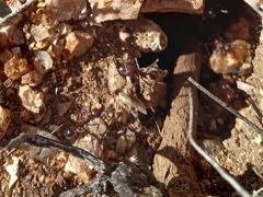 Novomessor albisetosus