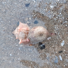 Calliactis parasitica