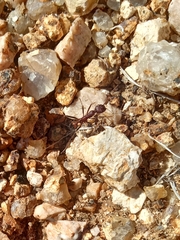 Novomessor albisetosus