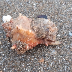 Calliactis parasitica