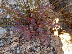 Euphorbia melanadenia