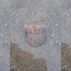 Calliactis parasitica