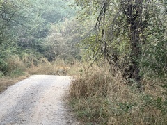 Panthera pardus fusca