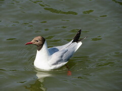 Chroicocephalus ridibundus