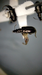 Salpingus viridiaeneus