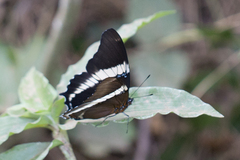 Siproeta epaphus trayja