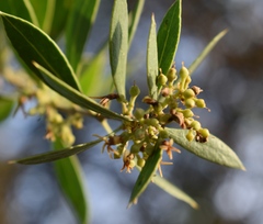 Aspidosperma quebracho-blanco