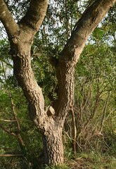 Aspidosperma quebracho-blanco