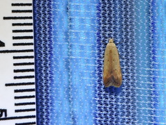 Anacampsis fullonella