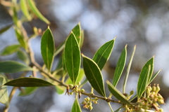 Aspidosperma quebracho-blanco