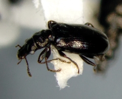 Salpingus viridiaeneus