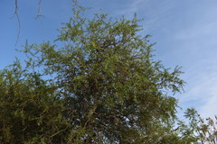 Aspidosperma quebracho-blanco