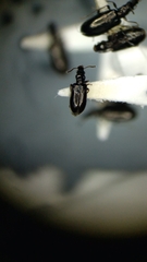 Salpingus viridiaeneus