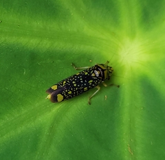 Proconiini