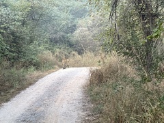 Panthera pardus fusca