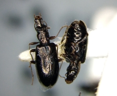 Salpingus viridiaeneus