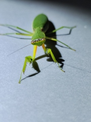 Orthodera ministralis