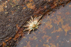 Scutellastra longicosta