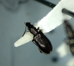 Salpingus viridiaeneus