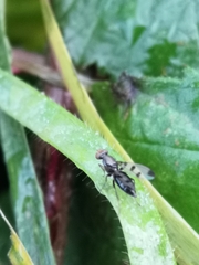 Geomyza