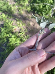 Neolasioptera willistoni