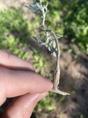 Neolasioptera willistoni