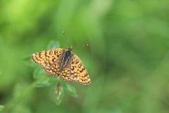 Melitaea phoebe