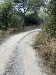 Panthera pardus fusca