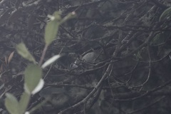 Mecocerculus leucophrys