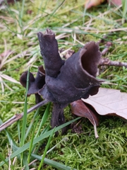 Helvella lacunosa