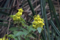 Calceolaria