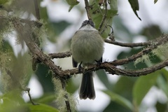 Mecocerculus leucophrys