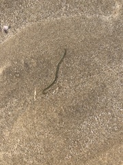 Phyllodocidae