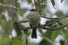 Mecocerculus leucophrys