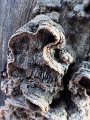 Dentocorticium portoricense