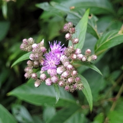 Cyrtocymura scorpioides